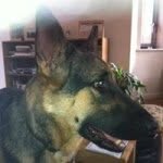 Kevin Deakin - @mad123_dog - Instagram