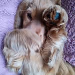 Kevin de Schepper - @kevin.deschepper.14 - Instagram
