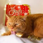 @kevin_dingle_cat - Instagram