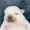 Pibble - @kevin_dude0 - TikTok