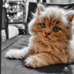 Kevin Dutta - @kevin.dutta - Instagram