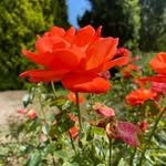 Kevin Dutton - @kevindutton88 - Instagram
