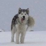 Kevin Eckhardt - @tricky_phantom - Instagram