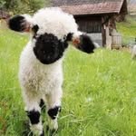 Kevin Ernst - @_kevin_ernst - Instagram