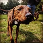 Kevin Feather - @the.dogs.of.feather - Instagram