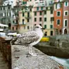 kevin FlakeDelhi - @kevin_flake1994 - TikTok