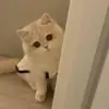 kevinfleischer6 - @kevinfleischer6 - TikTok