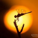 Kevin Linforth - @kevinlinforth - Instagram