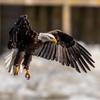 Wildlife - @kevinfreer5 - TikTok