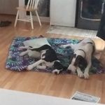 Kevin Gable - @gables.great.danes - Instagram