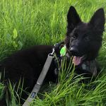 Kevin Grochowski - @luci_fer_black_dog - Instagram