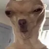 Josh_le_paf - @kevin.grossmann - TikTok