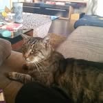 Kevin Grossmann - @tiger_die_katze - Instagram