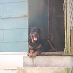 Kevin Hailey - @o.k.dogtraining - Instagram