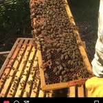 Kevin Hallowell - @purleyroyal - Instagram