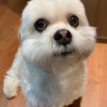 Kevin 🐾 - @kevinho_thedog - Instagram