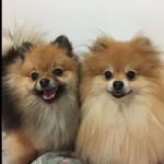 Kevin & Thor - @kevinho_thorzinho - Instagram