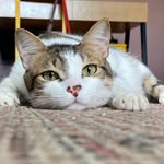 @kevinho.thecat - Instagram