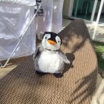 Kevinho - @kevinho_the_penguin - Instagram