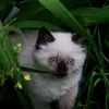 kevin_ide_7112321856 - @kelvin_ide_7112321856 - TikTok