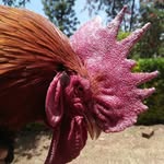 Poultry.Farmer Entrepreneur - @kevin.ideal254 - Instagram