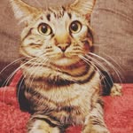 Kevin - @kevin_the_jumperkins - Instagram