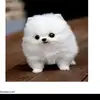 KevinTJumper - @kevin.angelina128 - TikTok