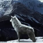 sepidsiyah - @mr.kevin_kasner - Instagram