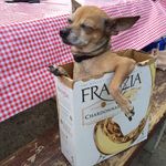 Kevin Keeton - @trashdog_ - Instagram