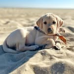 Kevin & Kimber - @tuck_and_company - Instagram