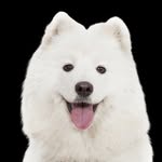 Kevin and Lassie _ كيفن و لاسى - @kevin_lassie_samoyed - Instagram