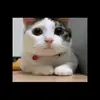 kevinlevasseur4 - @kevinlevasseur4 - TikTok