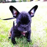 Kevin Lill - @kalle.the.french.bulldog - Instagram