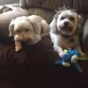 Kevin Cholipski - @kevin.cholipski - TikTok