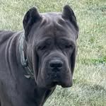 Kevin Loeffler - @vigilant_guard_cane_corso - Instagram