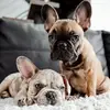 Kevin & Lucy 🐾 - @kevandlucy - TikTok