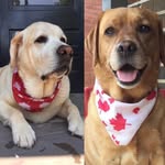 Kevin Stout + Woody & Lucy - @sirwoodstock1 - Instagram