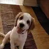 Kevin MacNeil - @kevin.macneil - TikTok