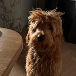Kevin Maxwell - @kevin.bear.maxwell - Instagram