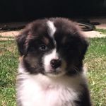 Kevin McKellar - @atomicthedog - Instagram