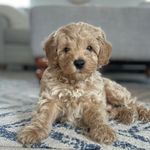 Kevin Moose - @kevin.moose_aussiedoodle - Instagram