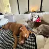 Moose_and_Kevin - @moose_and_kevin - TikTok