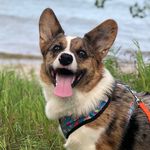 Kevin Mosby - @kevinmosby.corgi - Instagram