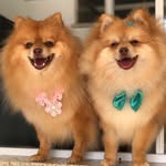 Kevin & Noah - @spitz_kevin - Instagram