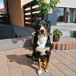 Kevin Oehler - @i_dasechtehuhn_i - Instagram