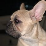 Kevin Opp - @kevinthebucsk9 - Instagram