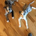 Kevin Padgett - @ssippikdog - Instagram