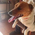 kevin - Parson jack russell terrier - @_kevin.thedog - Instagram