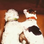 Kevin and Patch - @kevinandpatch - Instagram