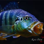 Kevin Patch - @kevincpatch - Instagram